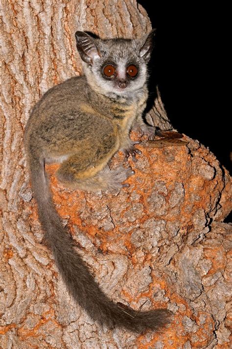 This is the southern lesser galago! Also called Mohol bushbabies, South African galagos, and ...