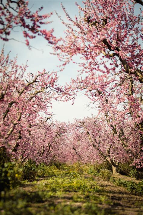 A Look Behind the Fresno County Blossom Trail