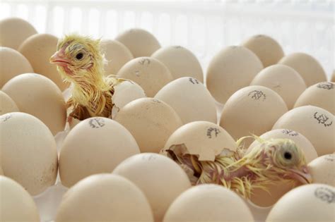 Baby Chickens Hatching