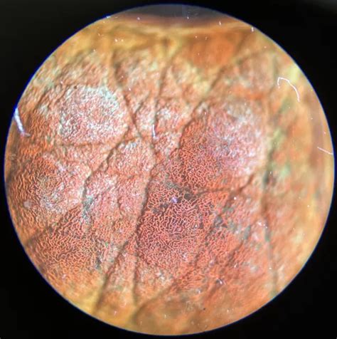 ANTIQUE DEEP CELL Microscope Slide. Showing Section Skin Under Hoof Of Sheep. $6.08 - PicClick