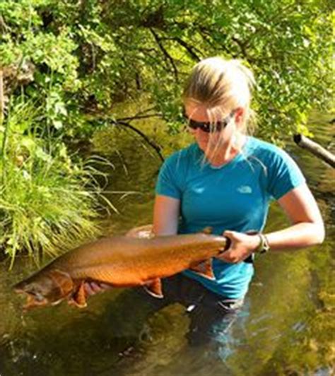 Bull Trout Recommended by http://www.fishinglondon.co.uk/ Happy Fishing ...