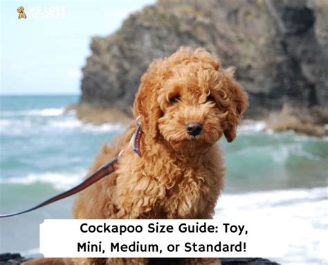 Cockapoo Size Guide: Toy, Mini, Medium, or Standard!