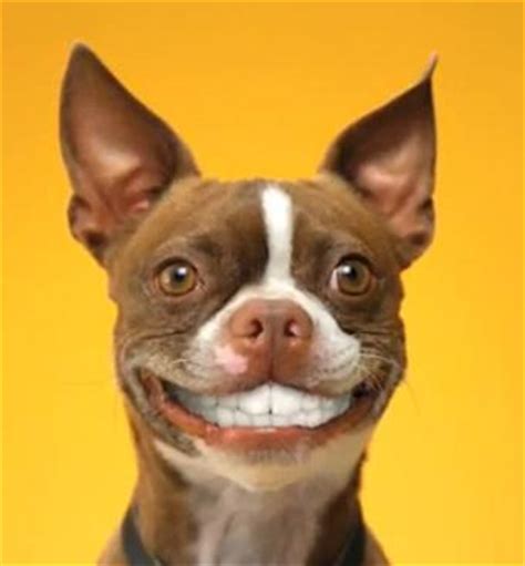 Dog With Human Teeth