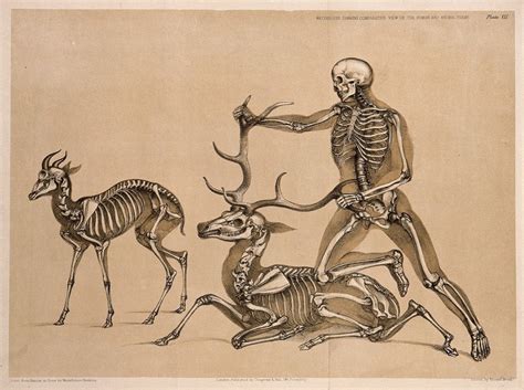 Skeleton of an antelope, with that of a man, who is shown restraining the skeleton of a seated ...