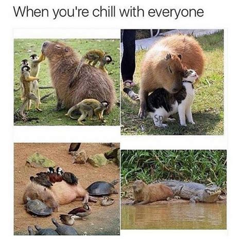 i am clearly NOT a capybara | Funny animal pictures, Cute animals, Animal memes