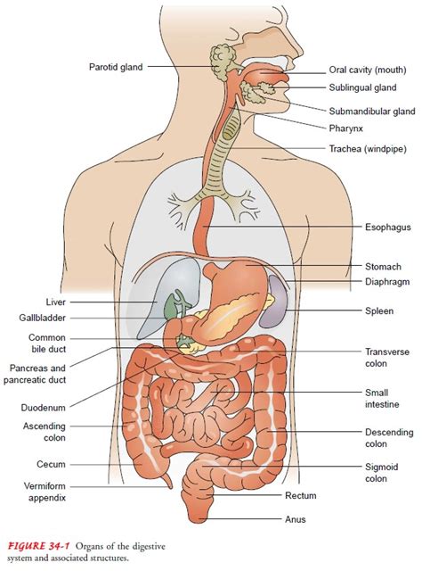 Anatomy of the Gastrointestinal Tract