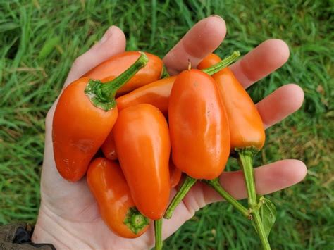 Sweet Pepper ‘Tangerine Dream' Seeds (Certified Organic) | Garden Hoard – Certified Organic ...