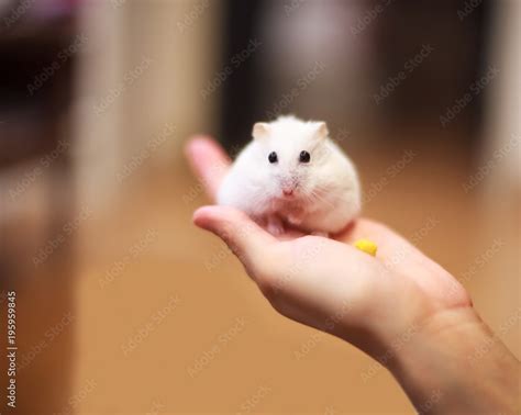 Cute Winter White Dwarf Hamster on the owner hand is being fed with pet food. The Winter White ...