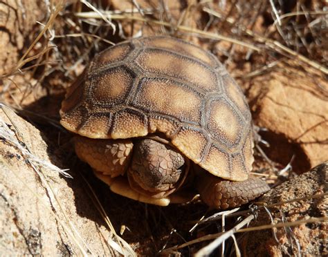 Desert Tortoise | This hatchling is 2 inches in length, whic… | Flickr