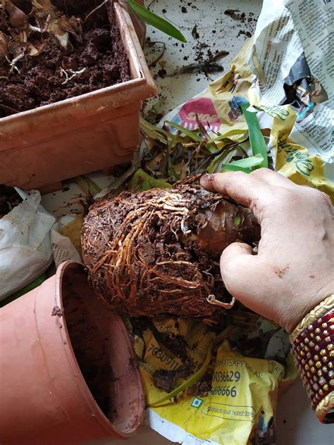 Garden Care Simplified: How to save bulb from rotting Transplanting tips in lily bulb
