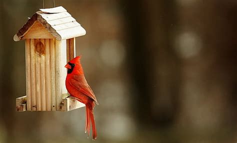 Royalty-Free photo: Depth of field photography of cardinal bird on brown wooden post | PickPik