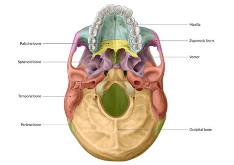 Multicolored Skull Superior View Of Ethmoid And Sphenoid