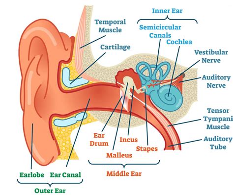 How The Ear Works Step by Step Brief Explanation