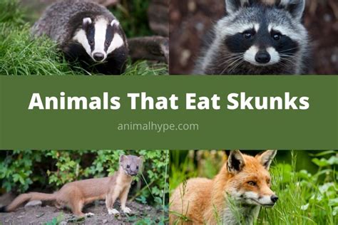 What Eats Skunks? (7 Skunk Predators) - Animal Hype