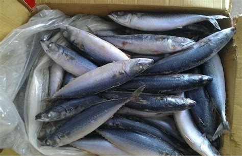 IQF Fresh Frozen Horse Mackerel Fish,Thailand price supplier - 21food