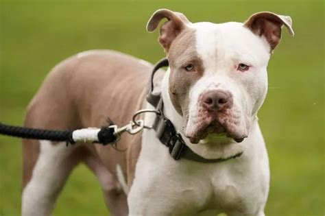 Muzzled female XL bully dog dies ‘after being thrown off bridge’ - Nottinghamshire Live