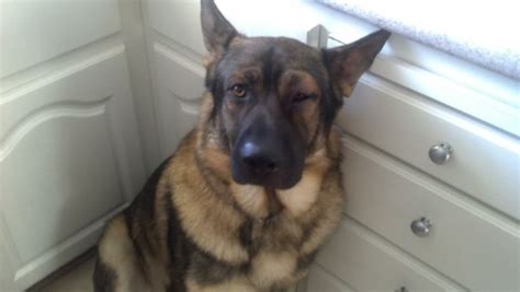 German Shepherd Eye Problems - Treatment And Caring