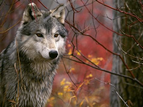 Wolves Autumn Wallpapers - Wallpaper Cave