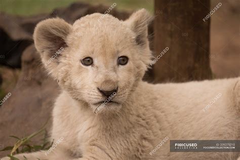 Close-up of lion cub relaxing at safari park — summer, sitting - Stock Photo | #209275210