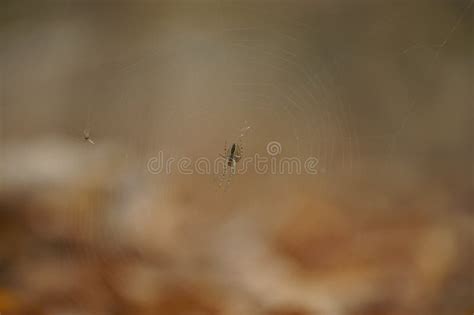 Little Spider Builds Her Web Stock Photo - Image of toxic, hunter ...