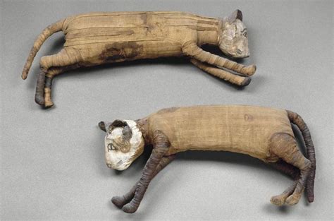 egyptian animal mummies | Egyptian history, Egyptian cats, Ancient egyptian