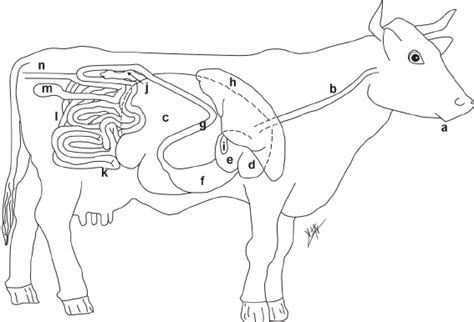 Cow Digestive System In Order - All About Cow Photos