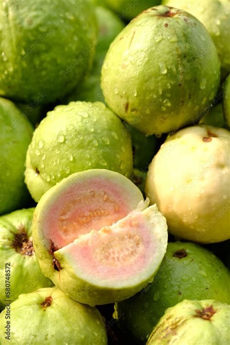 Organic guava fruit. green guava fruit hanging on tree in agriculture ...