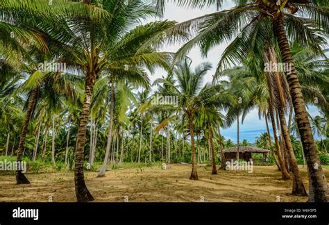 Coconut plantation philippines hi-res stock photography and images - Alamy