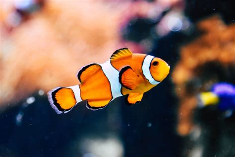 What Are Clown Fish Predators? - Fishing Peace