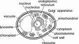 Royalty Free Vacuole Clip Art Vector Images & Illustrations  IStock sketch template