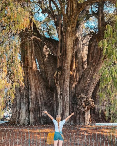 Surprise With The Terrible Size Of The 2,000-Year-Old Tule Tree In Mexico Makes You Freeze