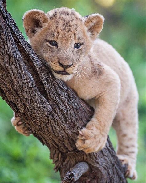 Joy Safari Bay on Instagram: “Baby 👶 🍼 Lion is Learning how to climb trees . ————————————— Photo ...