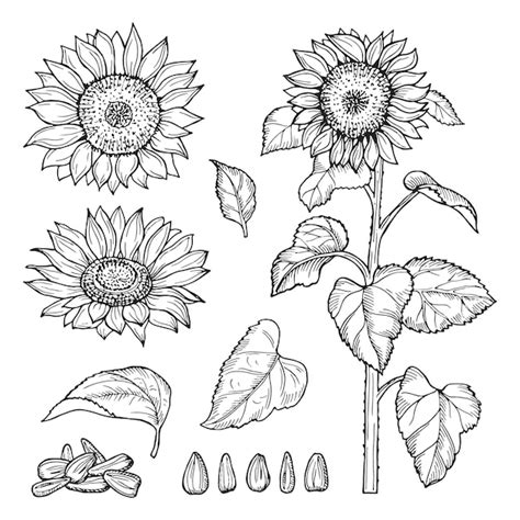 Premium Vector | Sunflower sketch. seeds, blooming flowers collection