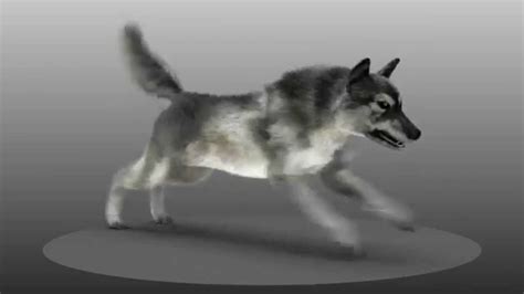 Wolf walking and running animation - YouTube