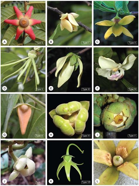 Floral diversity in the Annonaceae: variation in pollination ...