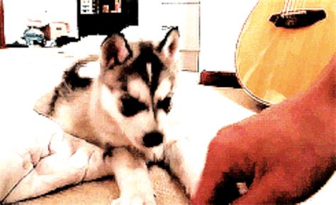 19 Of The Fluffiest Husky GIFS On The Internet - BarkPost