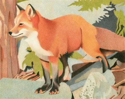 Impression Evergreen: Curious Red Fox - Colored Pencil Drawing