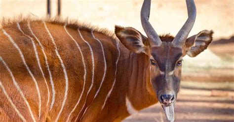 Bongo Antelope Behavior - AnimalBehaviorCorner