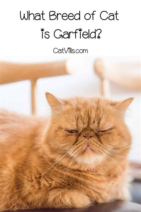 What Breed of Cat is Garfield? | Cat breeds, Cats, Garfield cat