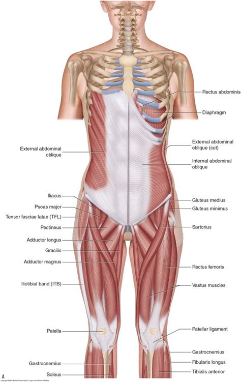 Muscles of the low back - Learn Muscles