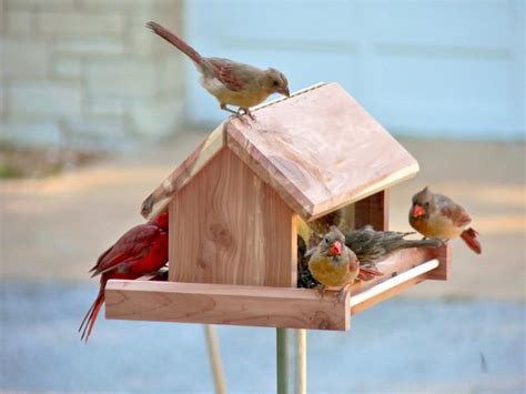 Diy cardinal bird feeder - hearthilo