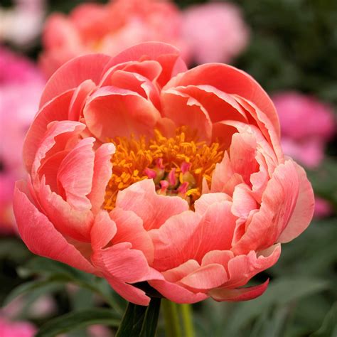 Paeonia- Garden hybrid Coral Charm - garden peony – Paramount Nursery Inc.