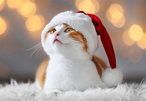 70+ Cool Christmas Cat Puns Captions For All Cat Lovers