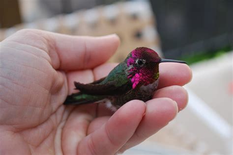 hummingbird babies | Tattered Threads & Willing Hands: Beautiful Baby ...