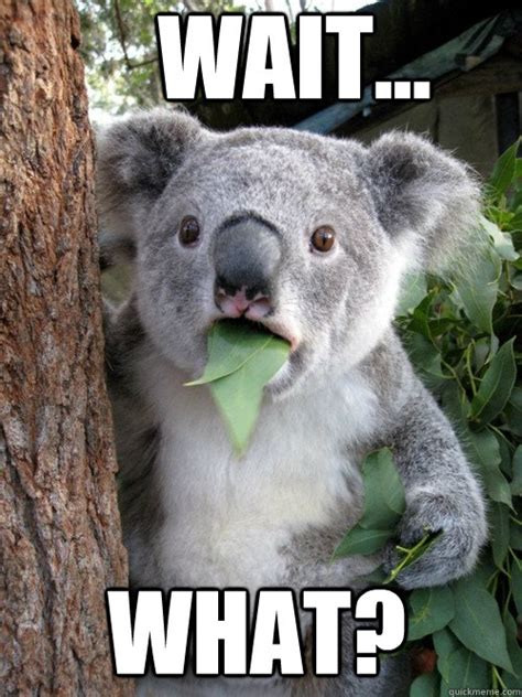 wait... what? - koala bear - quickmeme