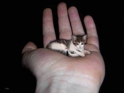 Smallest cat in the world | Tiny cats, Small kittens, Small pets