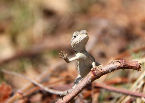 Baby Australian water dragon | This baby dragon looks like h… | Flickr