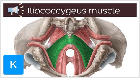 Iliococcygeus muscle | Anatomical Terms Pronunciation by Kenhub - YouTube