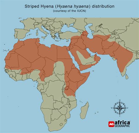 Striped hyena - the forgotten fourth hyena - Africa Geographic