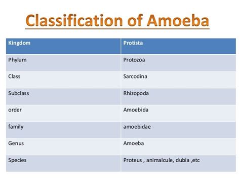 Amoeba